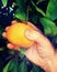 Mandarin ripe fruit grow on a tree branch. Farmer supervisor touches and tests fruits