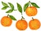 Mandarin Tangerine Orange Watercolor Gouache illustration Citrus fruit branch orange isolated on white background