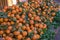 Mandarin tangerines in the market in morocco