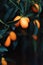 Mandarin tree in exotic fruit garden, organic food and fruitful plant