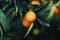 Mandarin tree in exotic fruit garden, organic food and fruitful plant