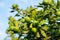 Mandarin tree with fruits. Branch with fresh green tangerines and leaves. Satsuma tree