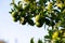 Mandarin tree with fruits. Branch with fresh green tangerines and leaves. Satsuma tree