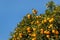 Mandarin tree with ripe fruit