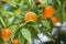 Mandarin tree with ripe fruits. Mandarin orange tree. Tangerine. Branch with fresh ripe tangerines and leaves image. Satsuma tree