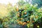 Mandarin tree with ripe fruits. Mandarin orange tree. Tangerine. Branch with fresh ripe tangerines and leaves image. Satsuma tree