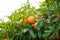 Mandarin tree with ripe fruits. Mandarin orange tree. Tangerine. Branch with fresh ripe tangerines and leaves image. Satsuma tree