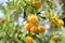 Mandarin tree with ripe fruits. Mandarin orange tree. Tangerine. Branch with fresh ripe tangerines and leaves image. Satsuma tree
