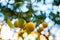 Mandarin tree with ripe fruits. Mandarin orange tree. Tangerine. Branch with fresh ripe tangerines and leaves image. Satsuma tree