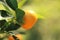Mandarin tree.Tangerines fruits on a branch. Citrus bright orange fruits on the branches in bright sunlight in the