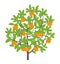 Mandarin tree. Vector illustration. Ripe fruit orange mandarin plant. Flat vector color Illustration clipart