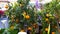 Mandarin trees presented for sale at flower market, fruit plants, gardening