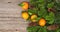 Mandarine fruits and christmas tree branches on wooden backgroun