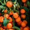 Mandarines, tangerine or  clementine with green leaves as  background. Fresh orange fruits. Top view