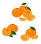 Mandarines, tangerine, clementine with leaves isolated on white background. Citrus fruit. Raster Illustration set