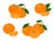 Mandarines, tangerine, clementine with leaves isolated on white background. Citrus fruit. Vector Illustration set