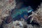 Mandarinfish Underwater