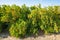 Mandarins grove in California. Trees with ripe fruits in a row