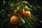 Mandarins ripened on the green tree branch in orchard. Generative AI