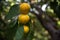 Mandarins or tangerines on a tree