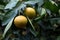 Mandarins or tangerines on a tree