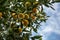 Mandarins or tangerines on a tree