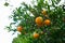 Mandarins tree with orange citrus fruits. Travel photo 2018, dec