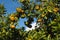 Mandarins in Tree Protected with Bird Netting