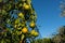 Mandarins in Tree Protected with Bird Netting