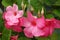 Mandevilla blossoms in shades of vibrant pink and their buds grow on climbing vines with bright green leaves