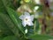 Mandevilla Boliviensis