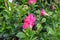 Mandevilla, common name is Rocktrumpet flowers