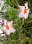 Mandevilla Cream Pink flowers