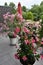 Mandevilla and oleander, bright colorful tropical plants