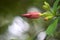 Mandevilla rocket flower buds