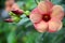 Mandevilla rocket flowers