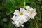 Mandevilla, Rocktrumpet flowers with white petals and yellow center