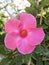 Mandevilla splendens, the shining mandevilla