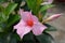 Mandevilla Sundaville Cream Pink