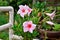 Mandevilla sundaville cream pink flowers in the garden