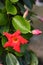 Mandevilla Sundaville Early Scarlet