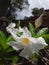 Mandevilla Sundaville White flower - Latin name - Mandevilla (Dipladenia) Sundaville.