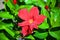 Mandevilla Vine flowers