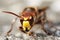 Mandibles of the giant hornet