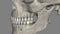 The mandibular second molar resembles the mandibular first permanent molar