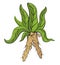 Mandrake plant with roots.