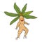 The Mandrake root goes for a walk Vector character