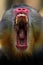 Mandril, monkey mandril, Mandrillus sphinx closeup face