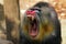 Mandril, monkey mandril, Mandrillus sphinx closeup face