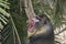 Mandrill